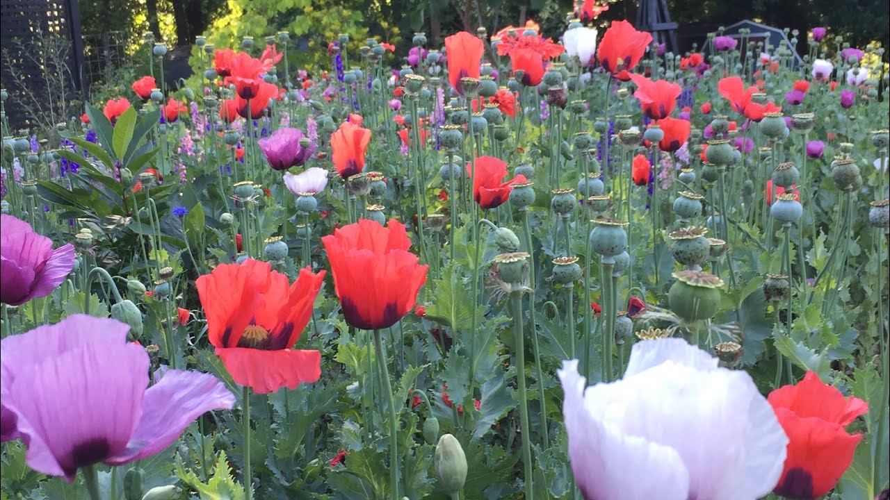 Poppy update