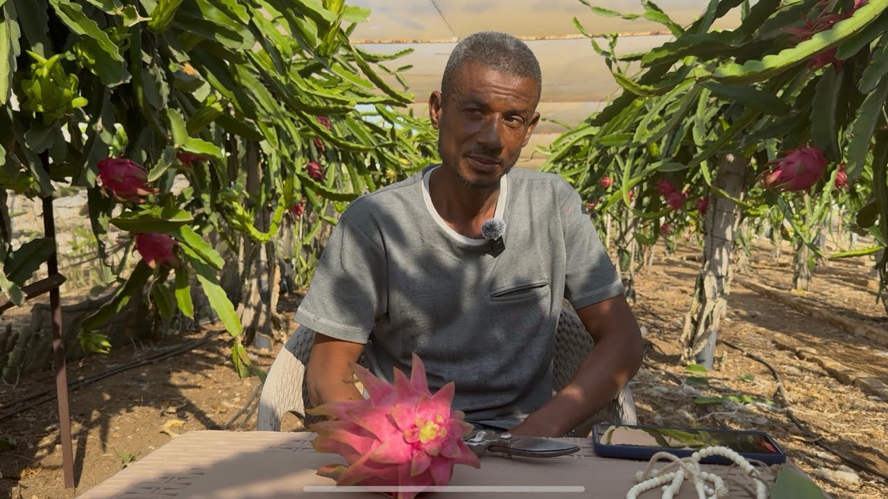 الحلقة ٢٩٢ كيف تحول شجرة الدراجون إلى إرث للأحفاد Dragon Fruit tree legacy 