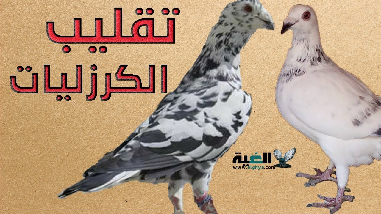 مواصفات الحمام الكرزلي اتوابه وأصله#الغية#العمدة