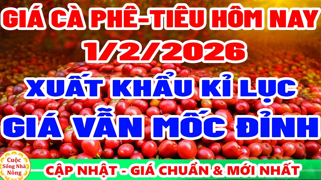 Gi&aacute; c&agrave; ph&ecirc; h&ocirc;m nay ng&agrave;y 1/2/2026 | xuất khẩu KỈ LỤC GI&Aacute; VẪN MỐC ĐỈNH -  gi&aacute; ti&ecirc;u h&ocirc;m nay