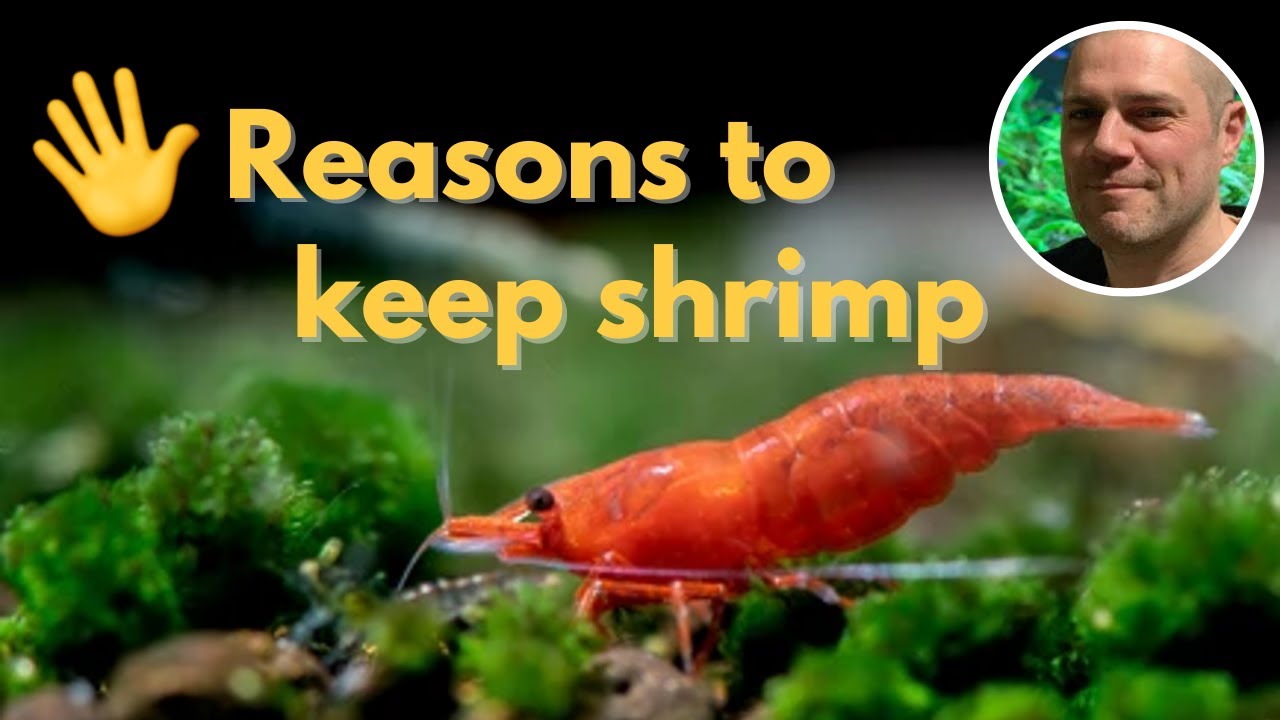 🖐️ 5 причин добавить креветку &laquo;Красная вишня&raquo; в свой аквариум 🦐