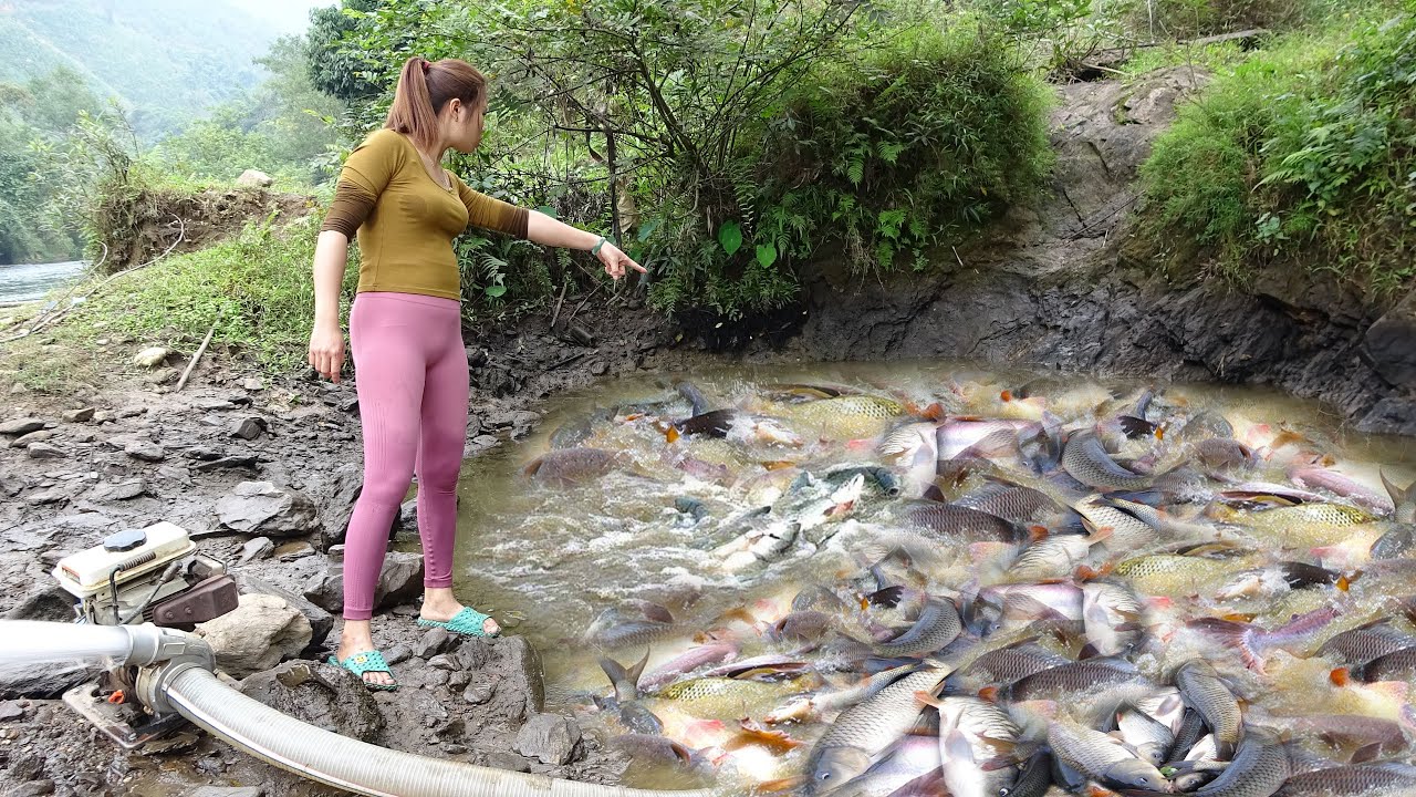 TOP VIDEO : Unique fishing, Survival Fishing - Harvesting Many Big Fish - Survival Skills