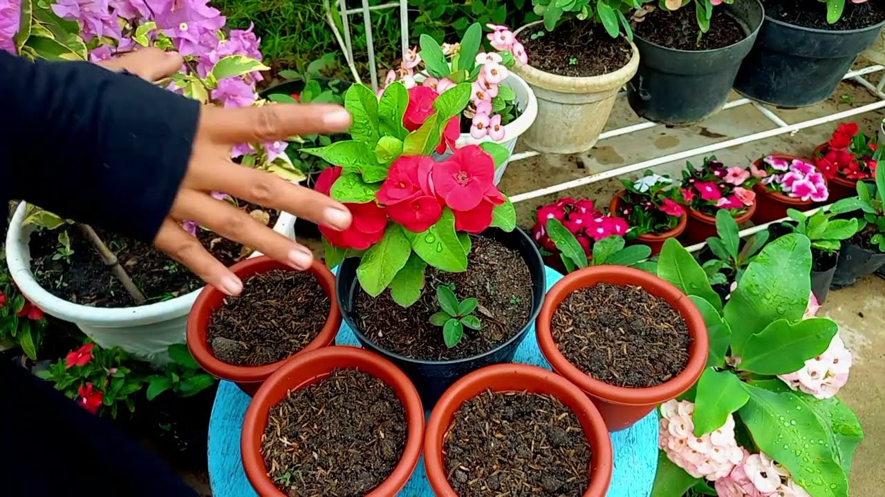 DAYA TARIK TANAMAN BERDURI PALING GAMPANG PERBANYAKANNYA!! euphorbia milli merah kak rahma
