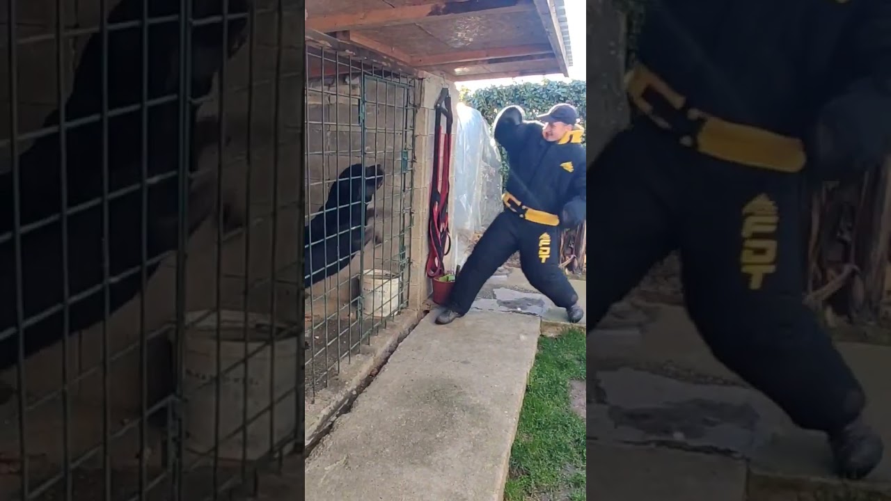 Dogs of Hell-Serbian Defense Dog