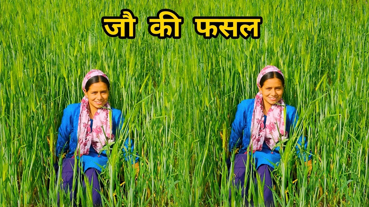 इस बार जौ की फसल हो रखी है इतनी बड़ीया।।@sunainasunaina1842 ।।