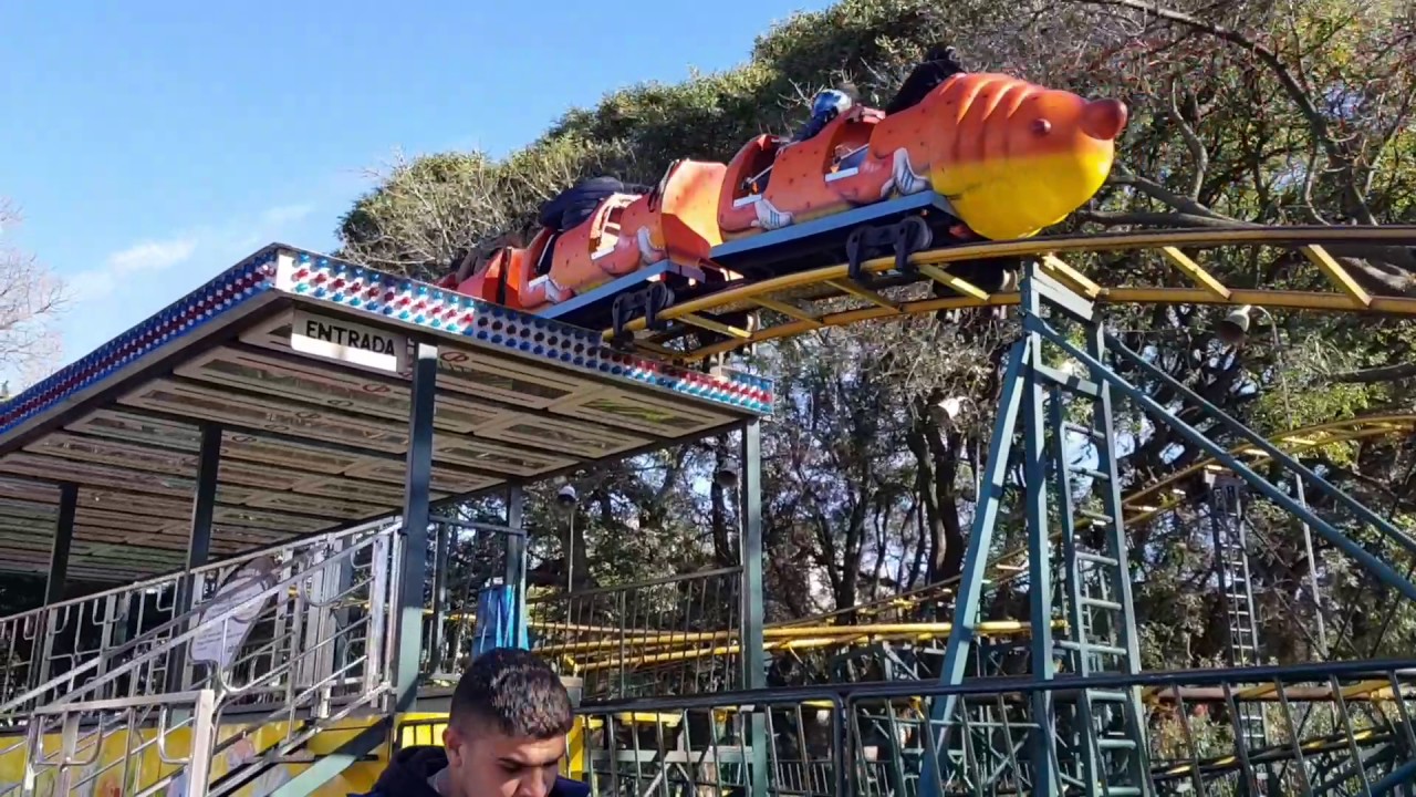 Primera vuelta de Maia en el gusano manzana
