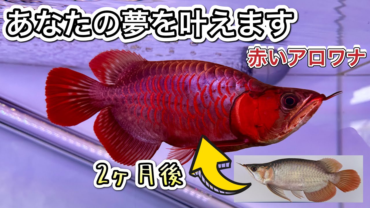 【ショップ訪問】アロワナもスタッフさんも魅力全開！アロワナを赤くしたい方も必見です