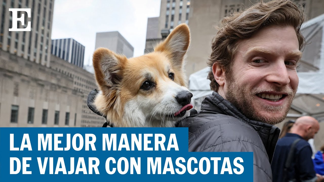 C&oacute;mo viajar con mascotas, en seis claves | EL PA&Iacute;S