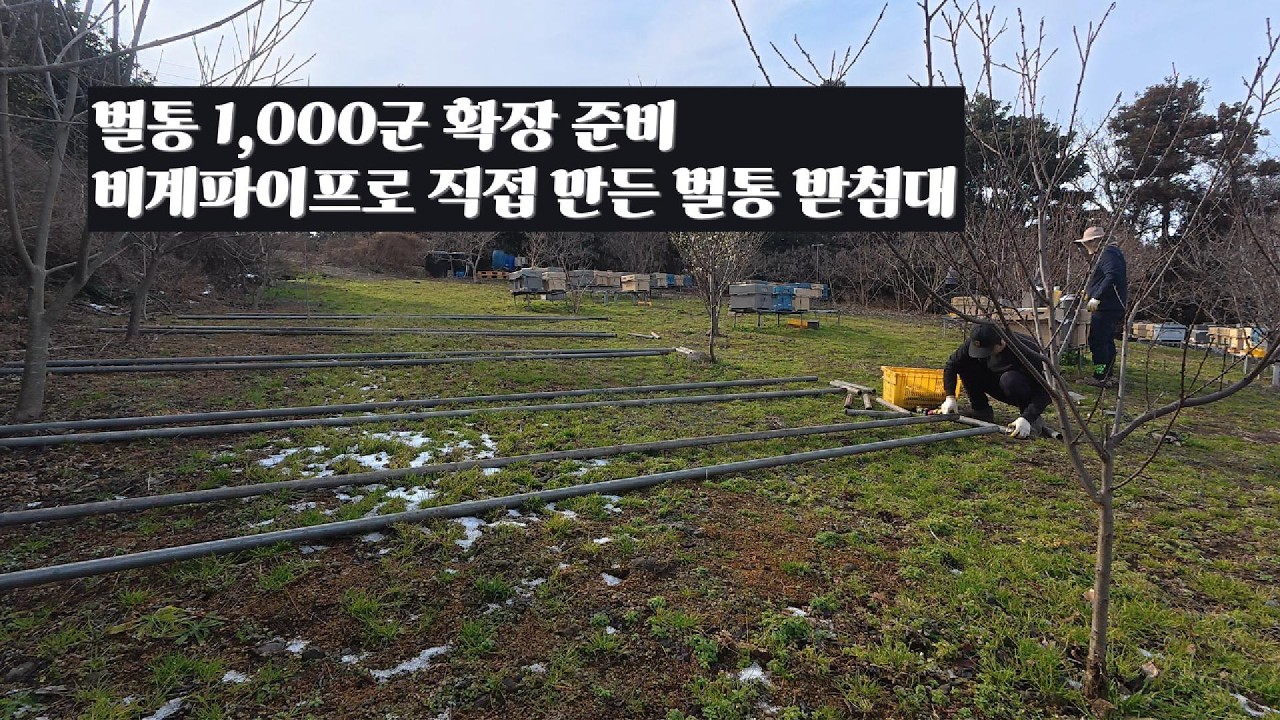벌통 1000군 확장 준비