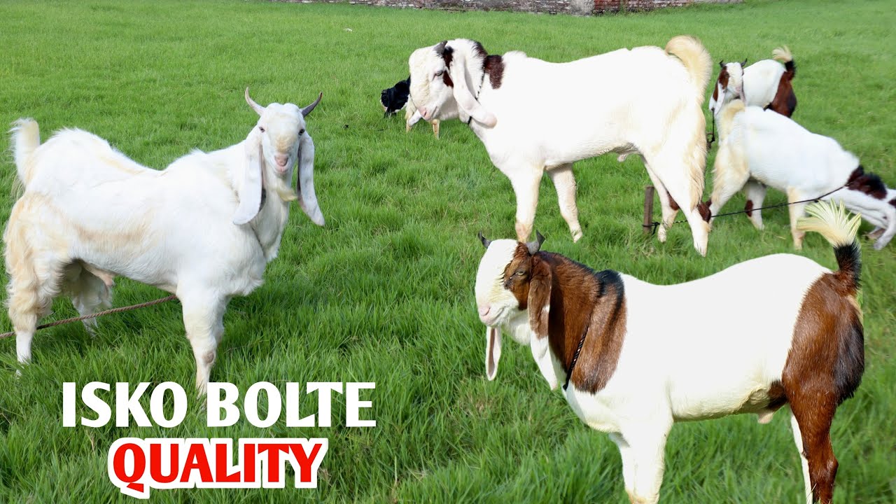 Isko Bolte Quality Kota Hansa Tar Gulabi At GK Goat Farm