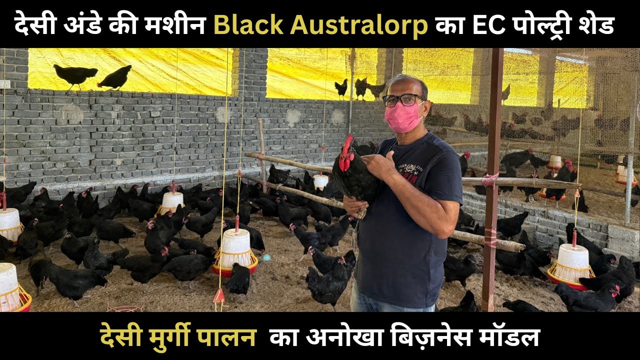 जानिए देसी मुर्गी पालन का अनोखा बिजनेस आइडिया | Black Australorp Farming in EC Shed