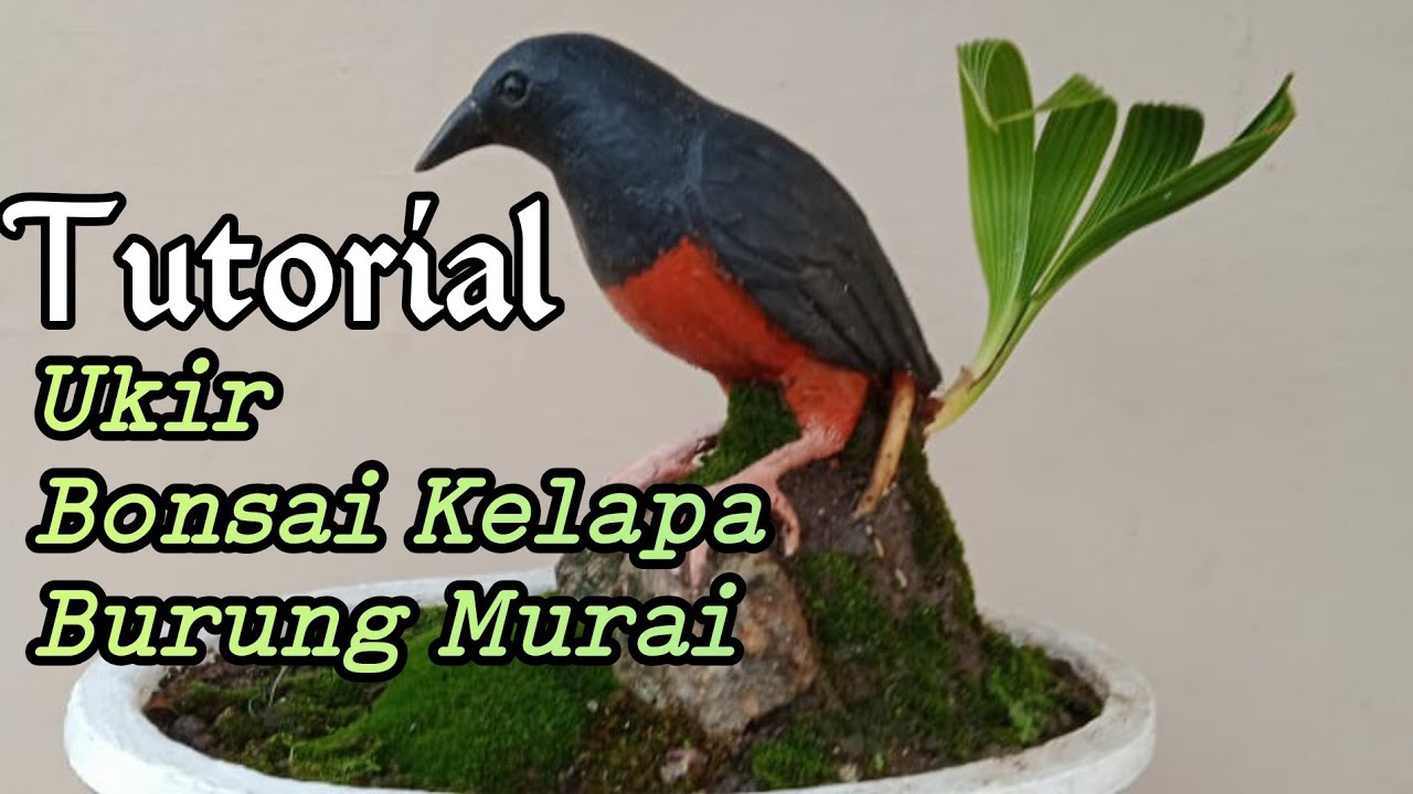 Cara Ukir Bonsai Kelapa Burung Murai