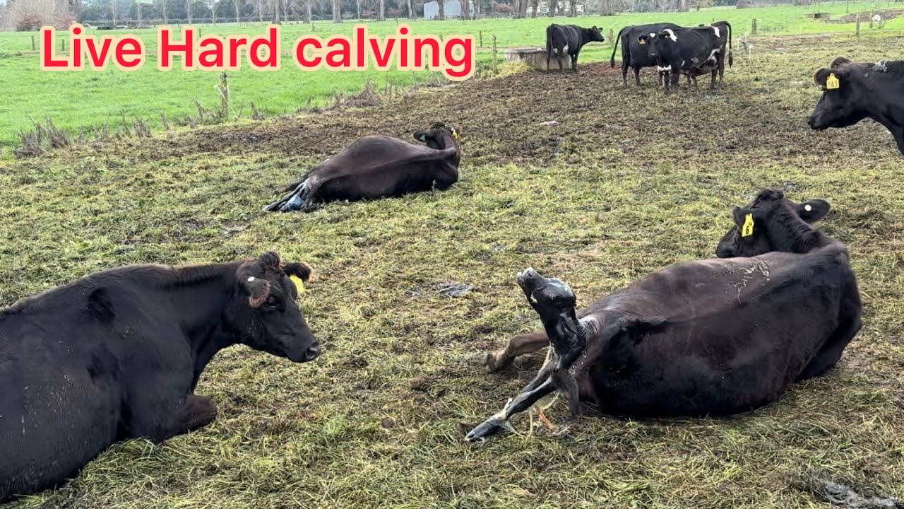 3 Cows live Hard Calving - 16 calf born today