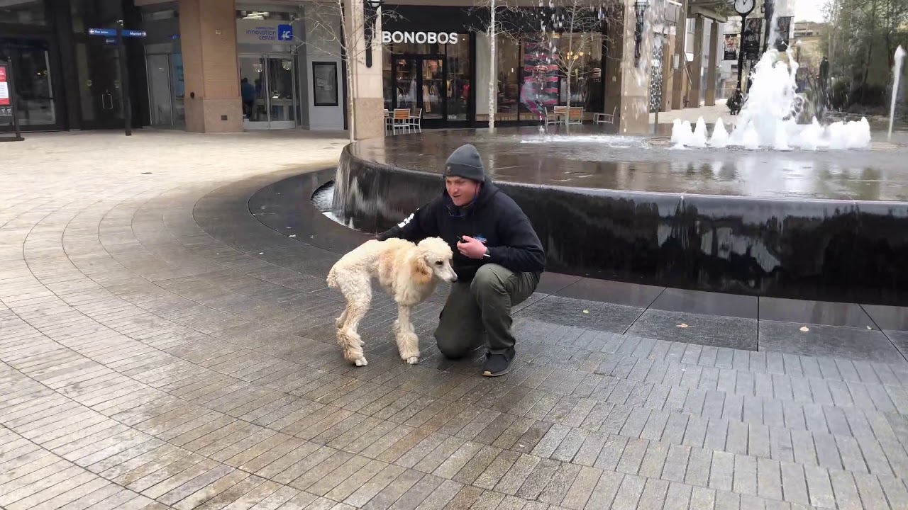 Salt Lake City Dog Trainers ||| OLK9 Utah ||| 5 Month Old Standard Poodle Mercicherie