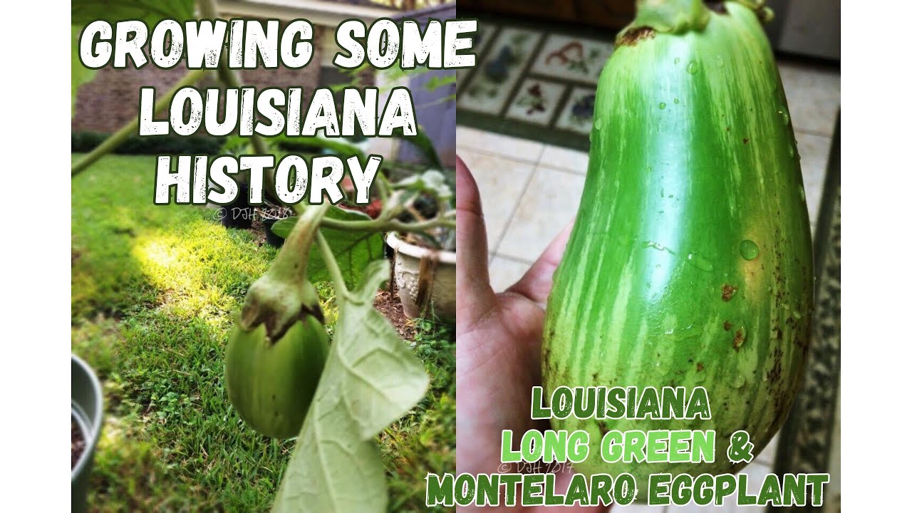 Growing Some Louisiana History - Louisiana Long Green & Montelaro Eggplant