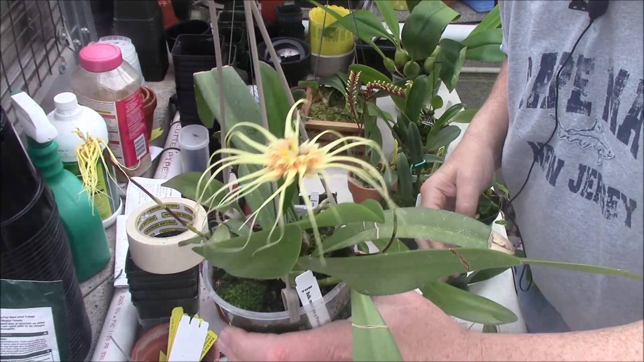 A Bulbophyllum Primer Part 1