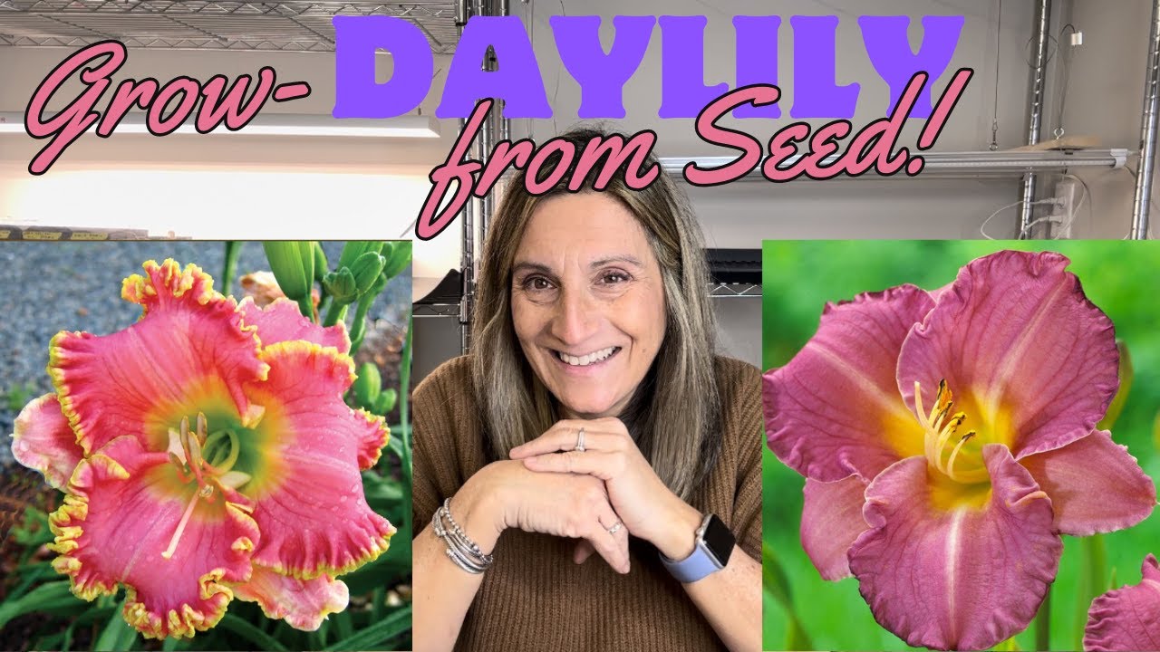 Let's Grow Daylilies from SEED!!  Will It Work?? #firsttime #flowers #garden