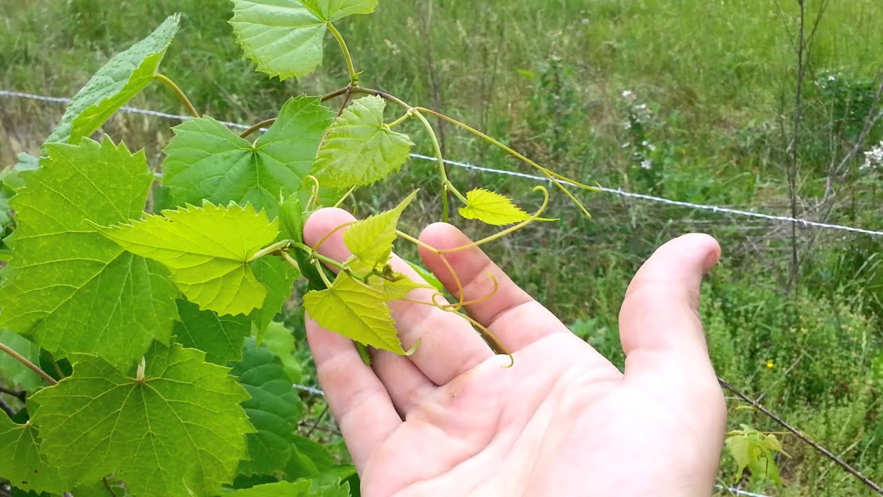 How To Grow And Train Wild Grapes - Invasive Permaculture