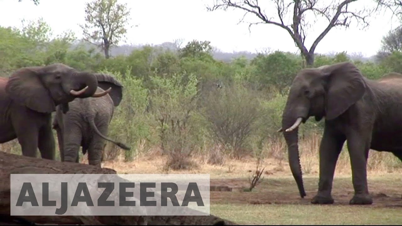 Zimbabwe seeks ivory ban removal