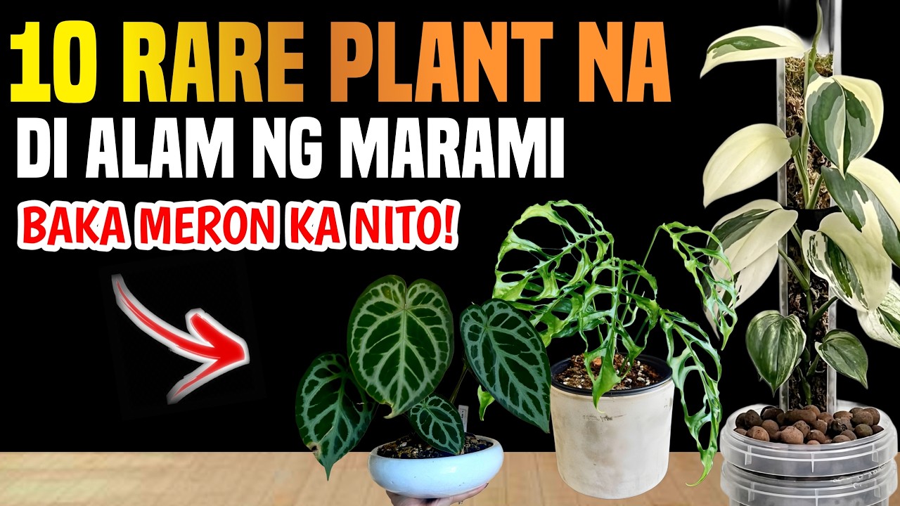 GINTO SA PASO: 10 RARE PLANTS NA DI MASYADO ALAM NG MARAMI (DI MO AAKALAIN ANG PRESYO)