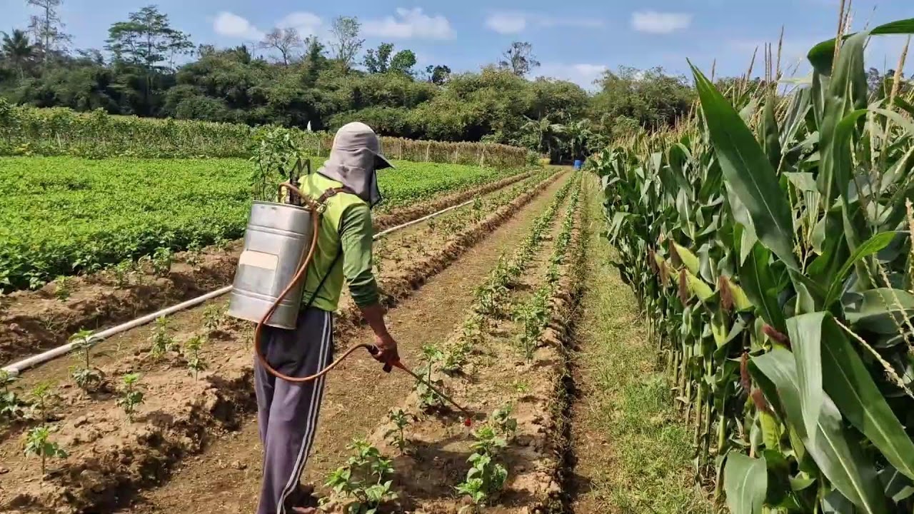 A QUICK WAY TO GET RID OF WEEDS BY SPRAYING HERBICIDES USING MODERN TOOLS - Agriculture Farming