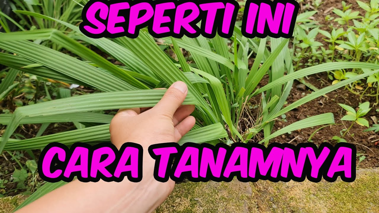 CARA MENANAM TANAMAN BAWANG DAYAK