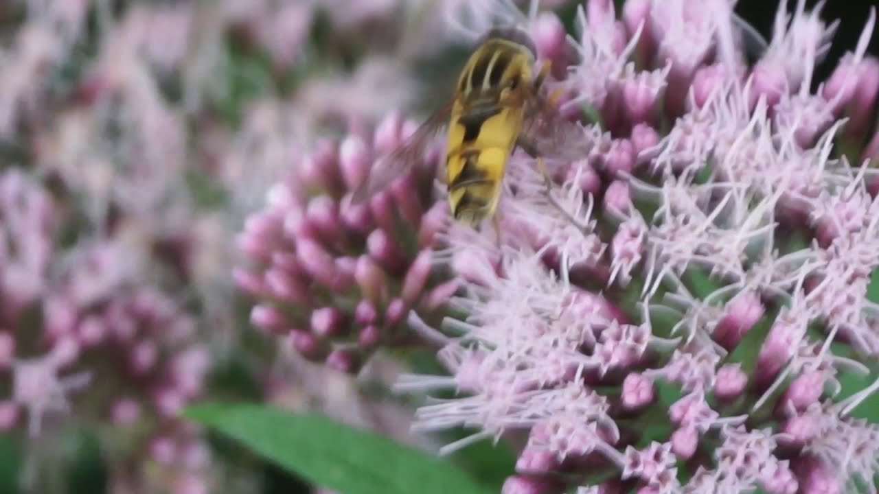 Helophilus hybridus &ndash; Gniłun