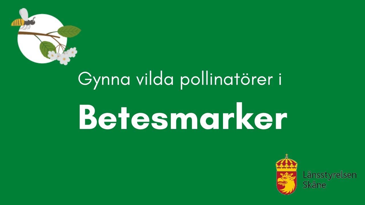 Gynna vilda pollinat&ouml;rer i betesmarker