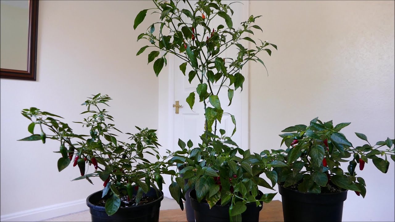 Chilli Plants Update (August 2019)