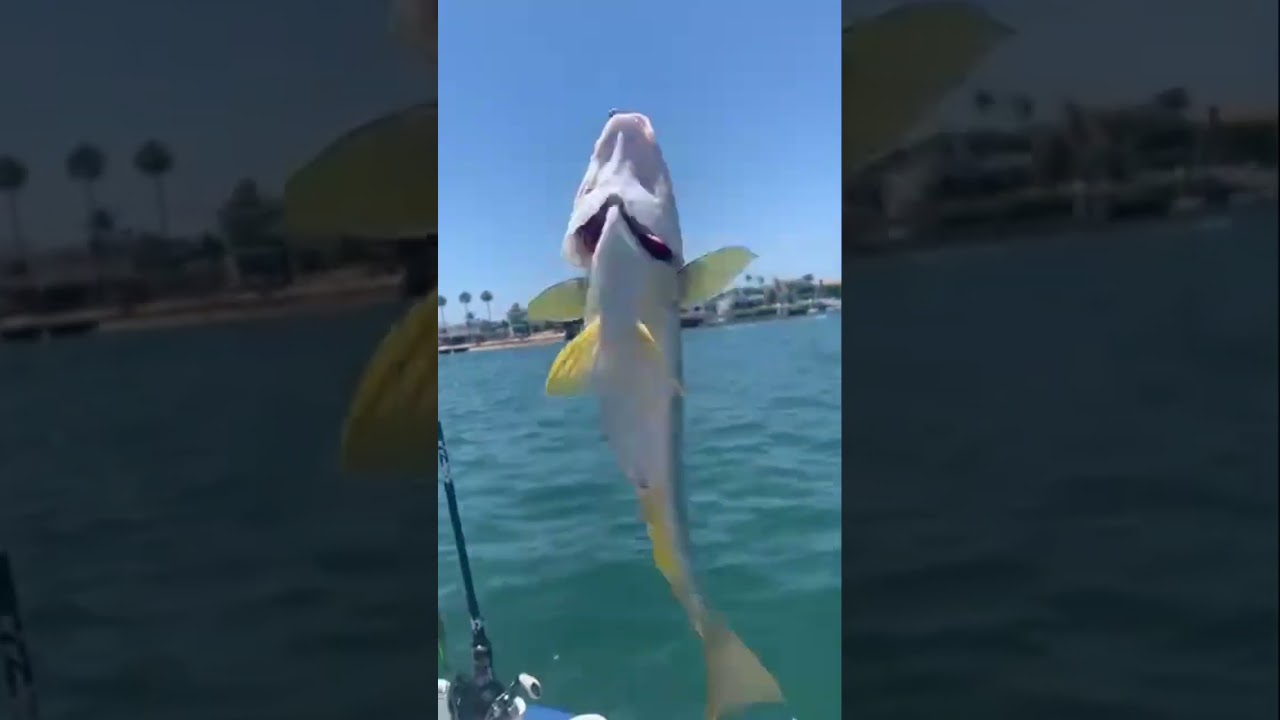 Newport Bay- Yellowfin Croaker 