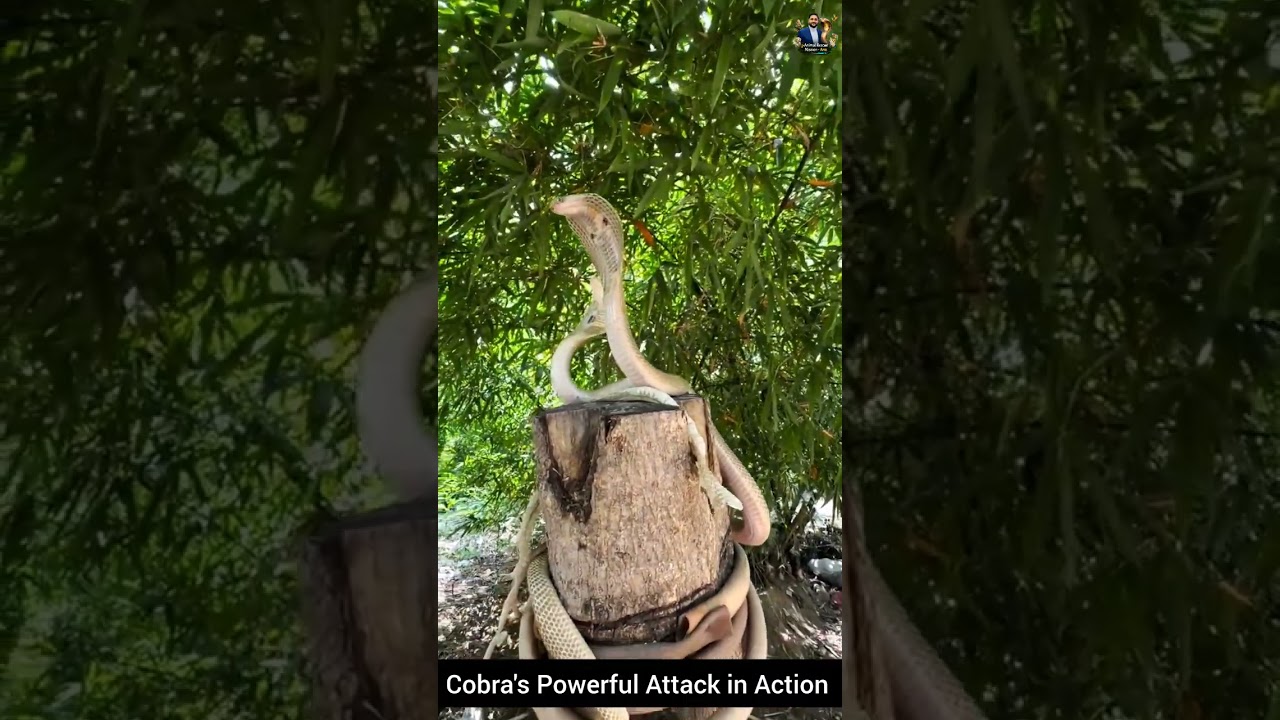 Cobra's Powerful Attack in Action #snake #wildliferescue #cobra #wildlifeentertainment #wildlife