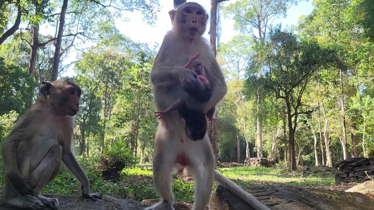 Lovely action baby monkey Evian and Elpida moments with the young mom 🐵💛💗🐒