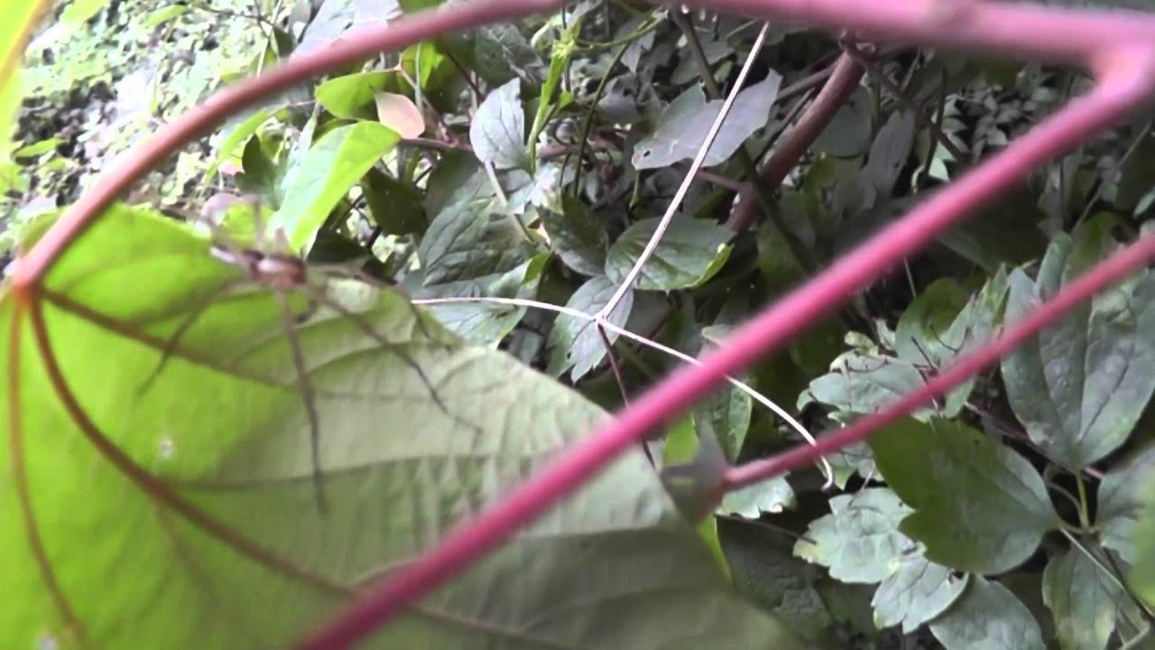 🐝 Strange Spider Behavior - Real Japan Monsters