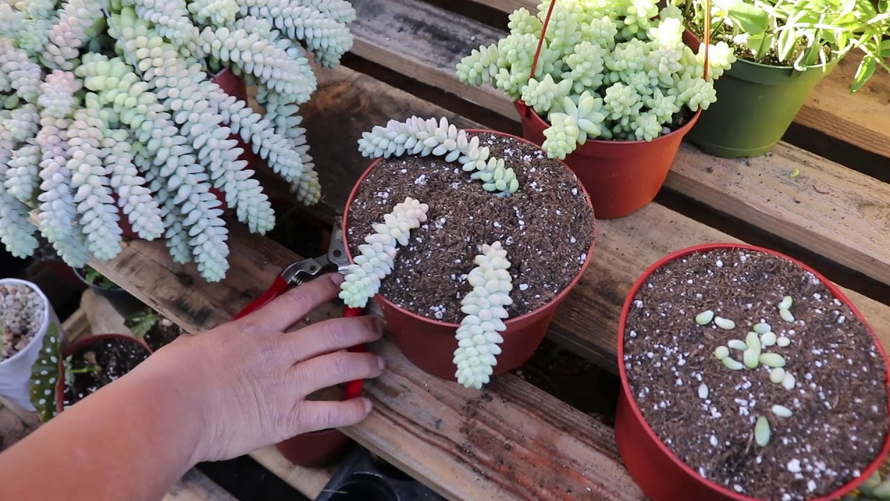 cómo propagar donkey tail (sedum morganianum)