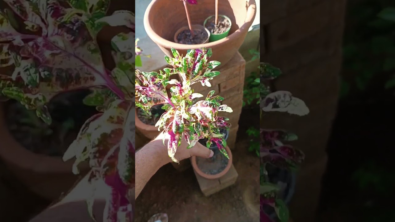 Decora&ccedil;&atilde;o de jardim r&aacute;pida e f&aacute;cil! #plantas #jardimpequeno