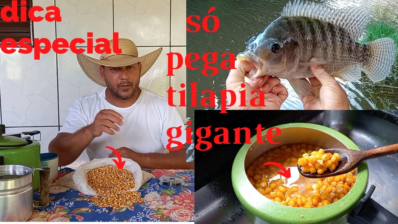 Veja aqui como FAZER e prepara o melhor MILHO para a pescaria de TILÁPIA de represa