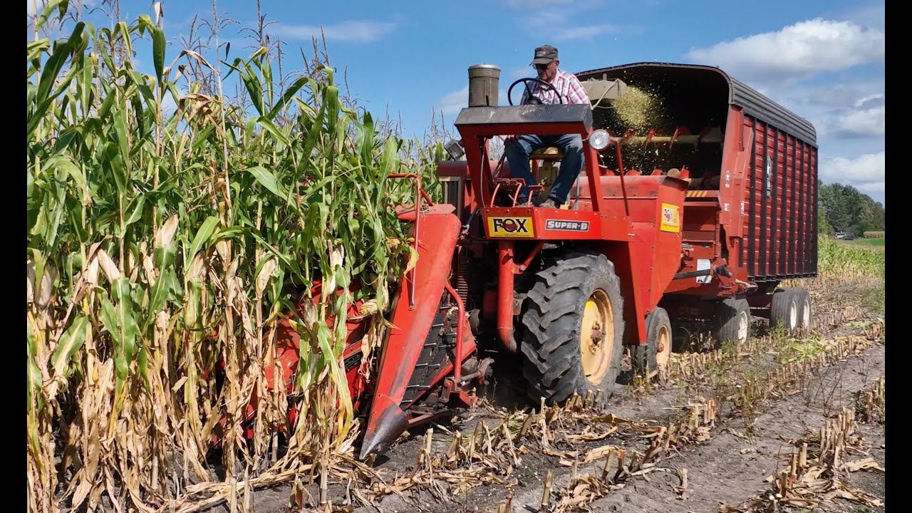 Chopping Corn In St. Joseph MN, September 15 2024.