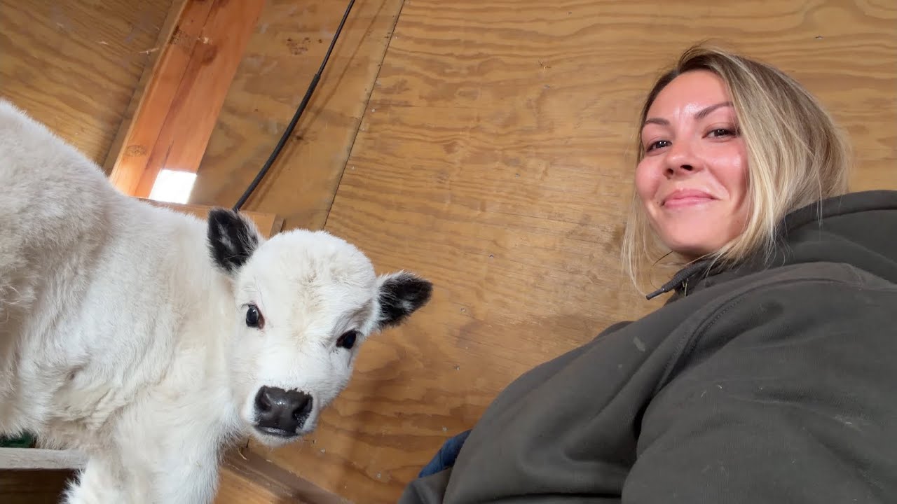 We Bought A Mini Cow!