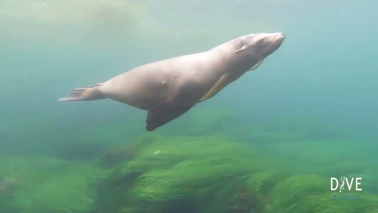 La Jolla Cove Scuba Diving | 2021 Highlights