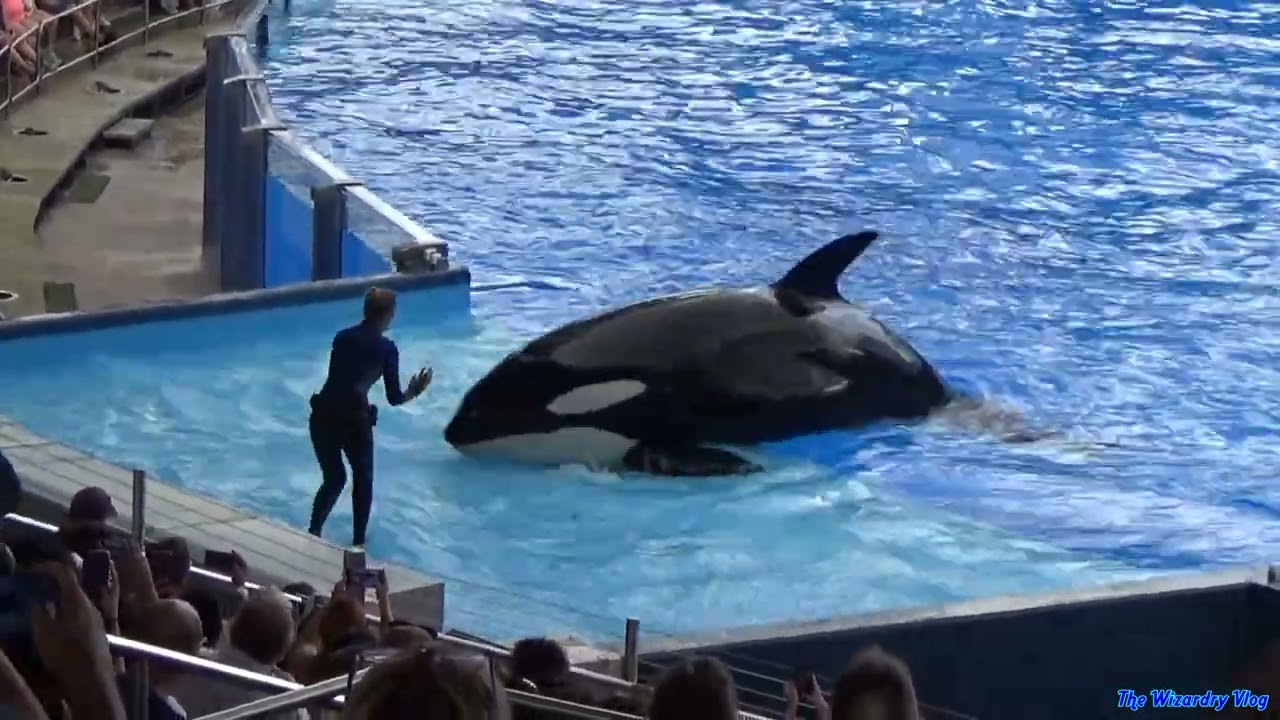 Orca Encounter Show | SeaWorld Orlando | 25-09-2022