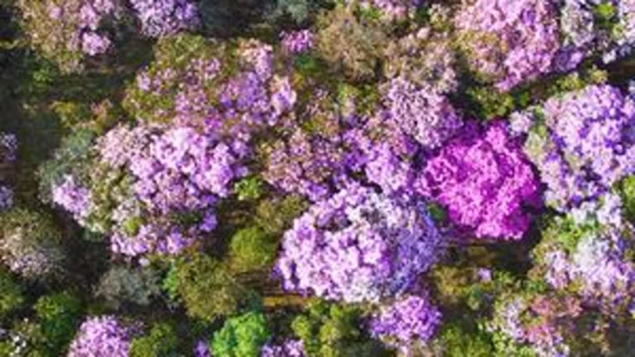 #纯天然花海 #醉美花海季 #春已至花已开愿山河无恙人间皆安 一江春水工作室录制