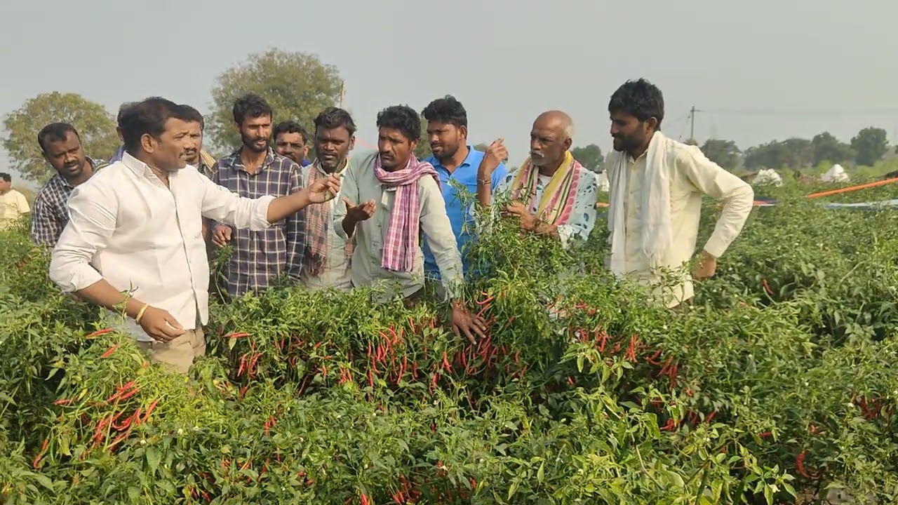 స్పైస్ 52.. 50క్వింటాల్  దిగుబడి