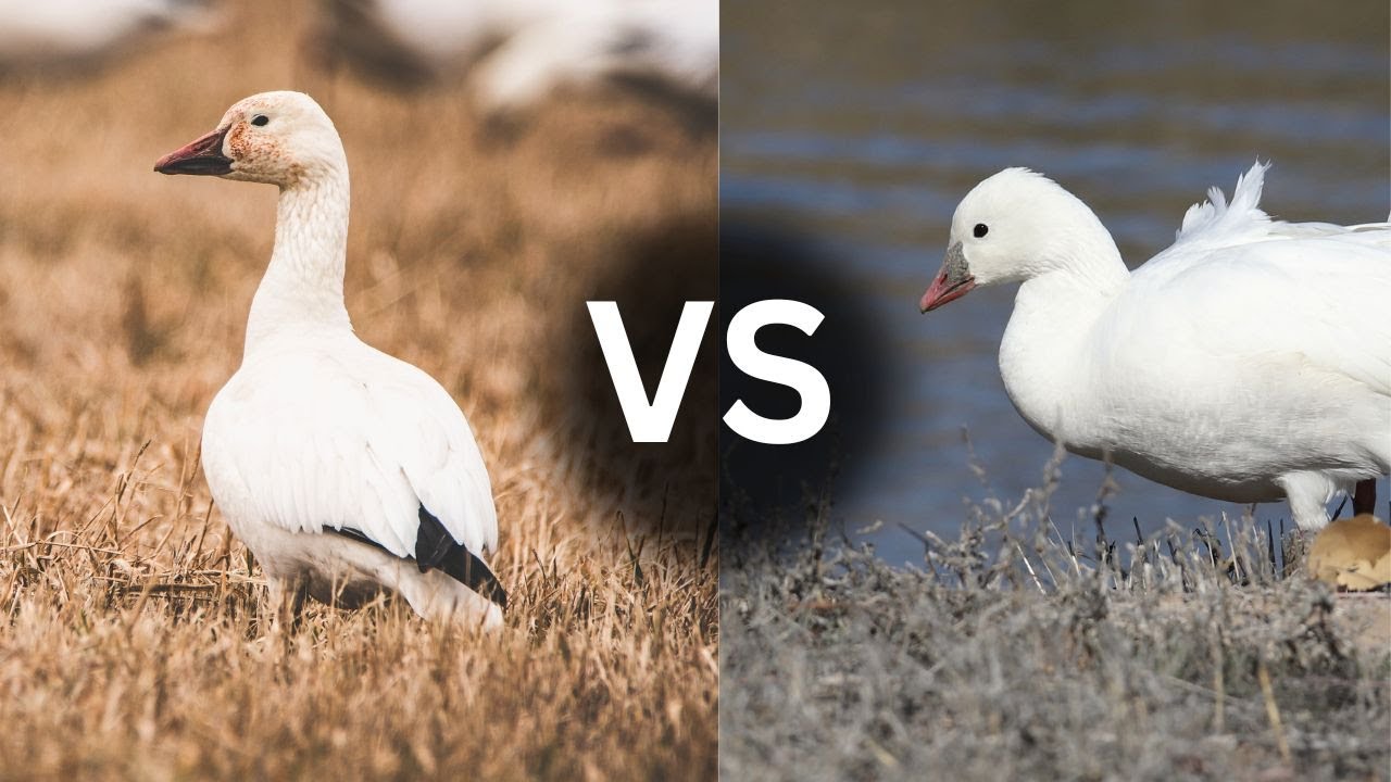 Как отличить снежного гуся от гуся Росса