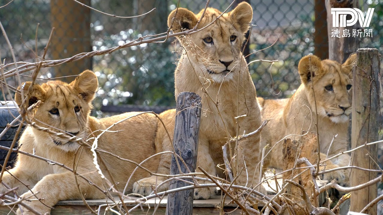 とくしま動物園ライオン日記【2023年2月6日】