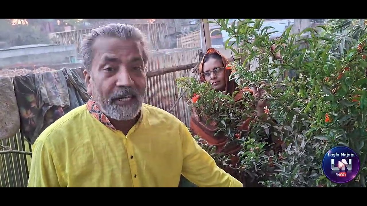 আমার ডালিম গাছে অনেক ফল ধরেছে ! | My Pomegranate Tree with Lots of Fruit 