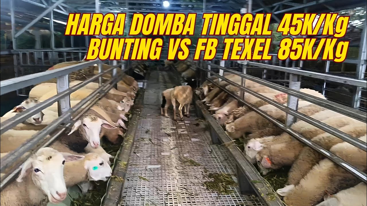 HARGA DOMBA MAKIN MURAH? BERIKUT HARGA DOMBA TERBARU di NUSANTARA JAYA FARM BLITAR❤️‍🔥❤️‍🔥