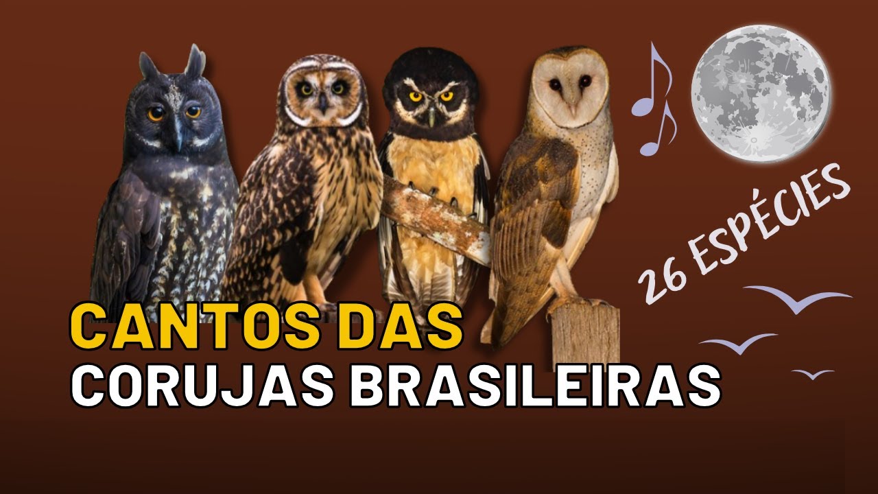 26 TIPOS de CORUJAS BRASILEIRAS?  DESCUBRA QUAIS SÃO E CONHEÇA SEUS CANTOS