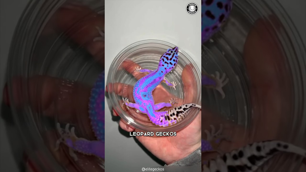 Leopard Gecko 🦎 The MOST Adorable Pet Reptile?