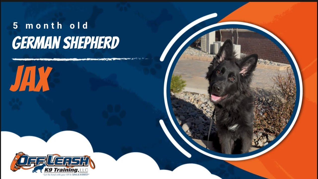 German Shepherd 🐾Off leash Training | Best Dog Trainer | Reno, NV🐾