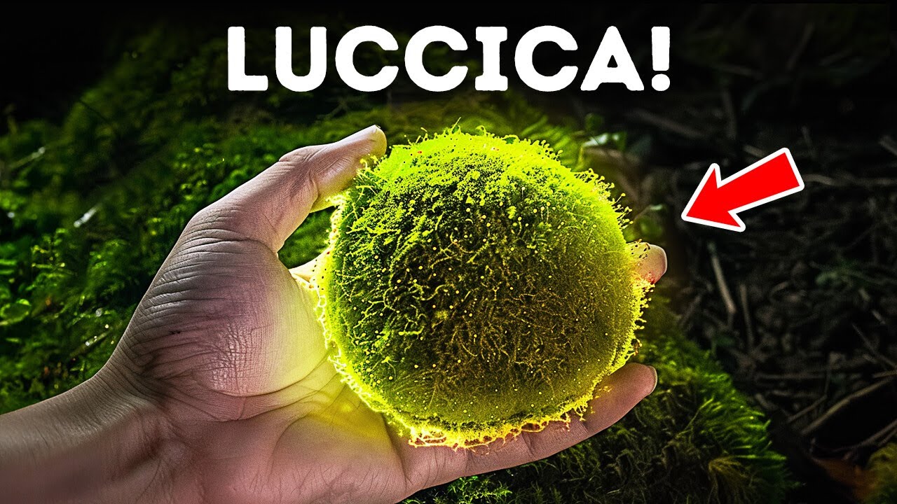Perch&eacute; il Muschio &egrave; il Supereroe del Mondo Vegetale